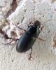Harpalus tardus